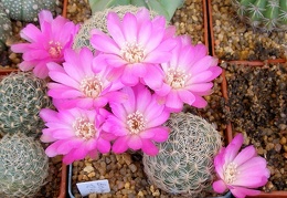 P5099979