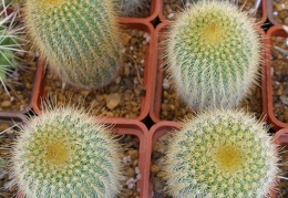 P5099990