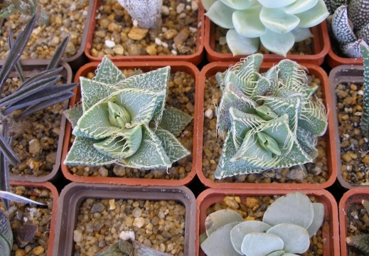 P5099991