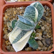 P5099998