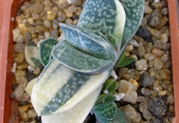 P5099998