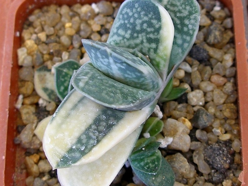 P5099998