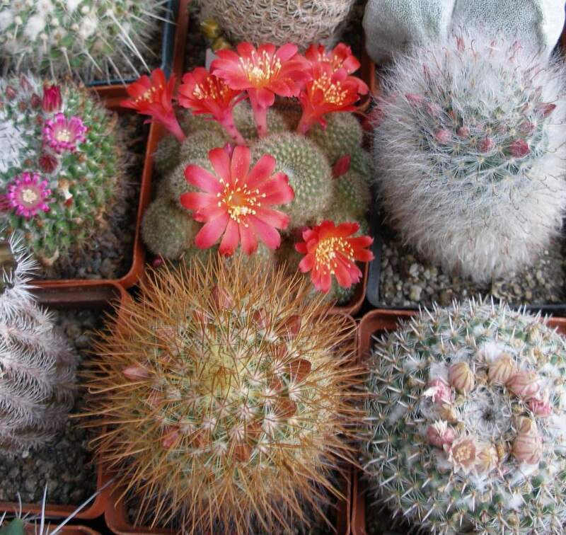 Выставка 15-17.04.2011 в &quot;Ваш сад&quot;