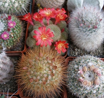 Выставка 15-17.04.2011 в &quot;Ваш сад&quot;