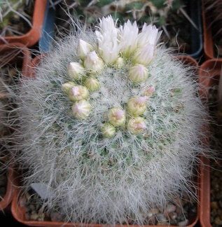 Выставка 15-17.04.2011 в &quot;Ваш сад&quot;