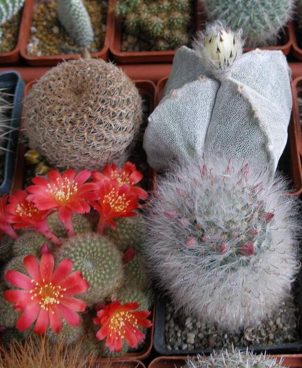 Выставка 15-17.04.2011 в &quot;Ваш сад&quot;