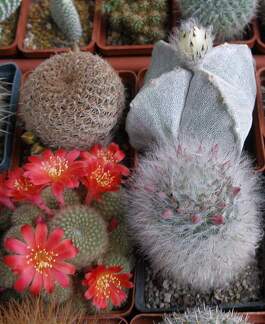 Выставка 15-17.04.2011 в &quot;Ваш сад&quot;