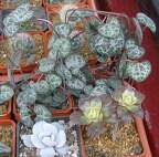 Выставка 15-17.04.2011 в &quot;Ваш сад&quot;