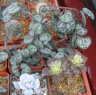 Выставка 15-17.04.2011 в &quot;Ваш сад&quot;