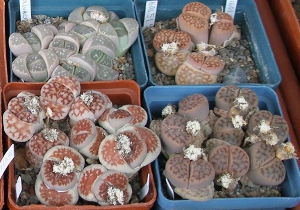 Выставка 15-17.04.2011 в &quot;Ваш сад&quot;