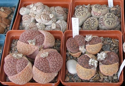 Выставка 15-17.04.2011 в &quot;Ваш сад&quot;