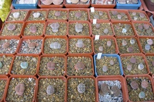 Выставка 15-17.04.2011 в &quot;Ваш сад&quot;