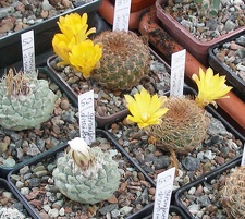 Выставка 15-17.04.2011 в &quot;Ваш сад&quot;