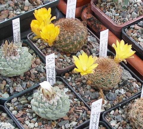 Выставка 15-17.04.2011 в &quot;Ваш сад&quot;