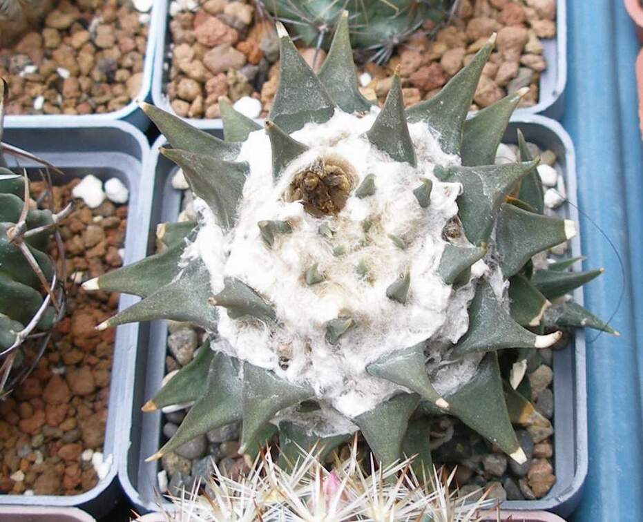 Выставка 15-17.04.2011 в &quot;Ваш сад&quot;