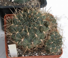 Выставка 15-17.04.2011 в &quot;Ваш сад&quot;