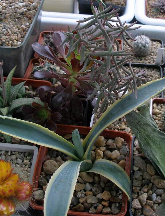 Выставка 15-17.04.2011 в &quot;Ваш сад&quot;