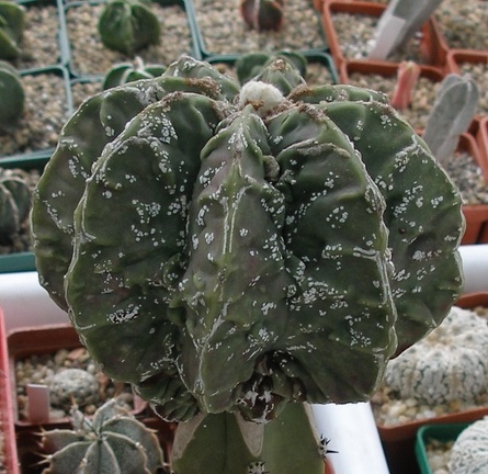 Выставка 15-17.04.2011 в &quot;Ваш сад&quot;