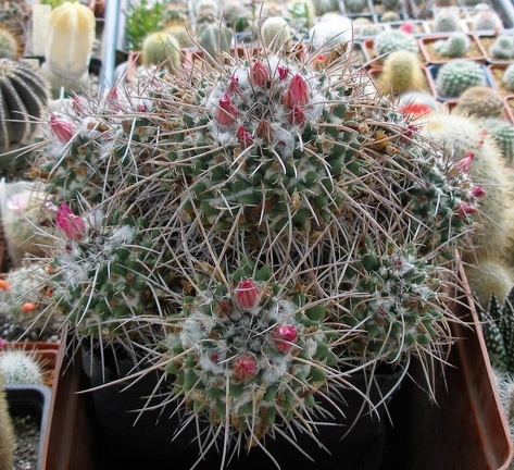 Выставка 15-17.04.2011 в &quot;Ваш сад&quot;