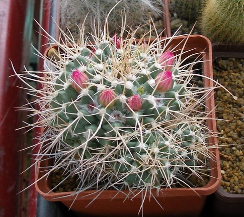 Выставка 15-17.04.2011 в &quot;Ваш сад&quot;