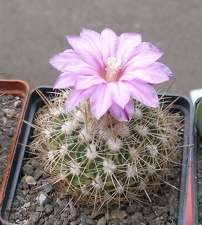 Выставка 15-17.04.2011 в &quot;Ваш сад&quot;