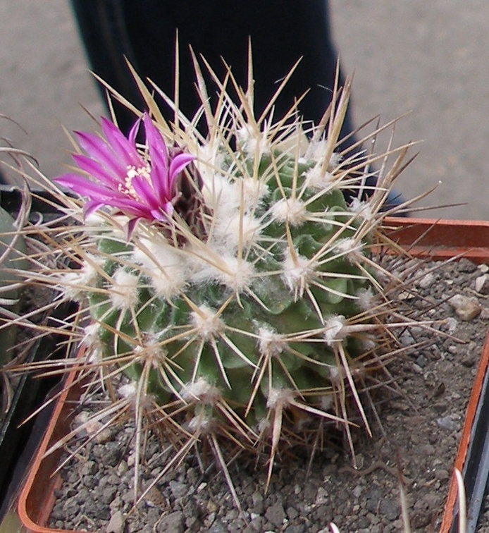 Выставка 15-17.04.2011 в &quot;Ваш сад&quot;