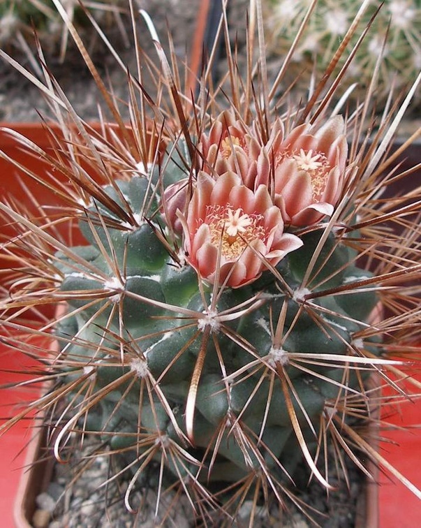 Выставка 15-17.04.2011 в &quot;Ваш сад&quot;