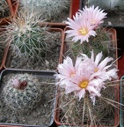 Выставка 15-17.04.2011 в &quot;Ваш сад&quot;