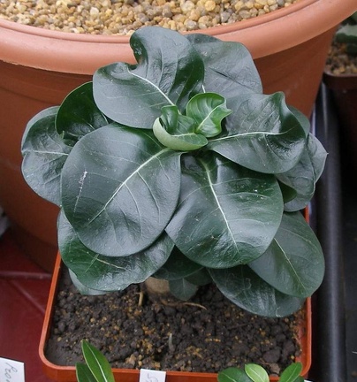 Выставка 15-17.04.2011 в &quot;Ваш сад&quot;