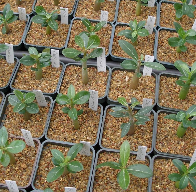 Выставка 15-17.04.2011 в &quot;Ваш сад&quot;