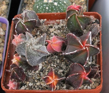 Выставка 15-17.04.2011 в &quot;Ваш сад&quot;