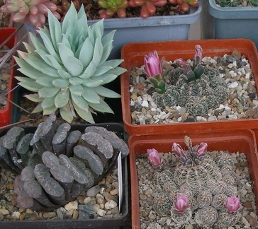 Выставка 15-17.04.2011 в &quot;Ваш сад&quot;