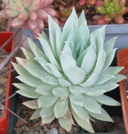 Выставка 15-17.04.2011 в &quot;Ваш сад&quot;