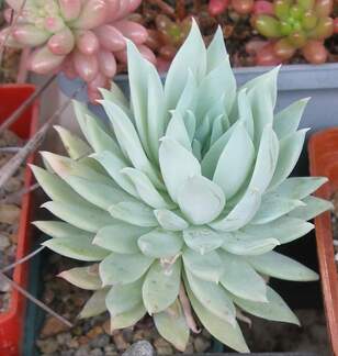 Выставка 15-17.04.2011 в &quot;Ваш сад&quot;