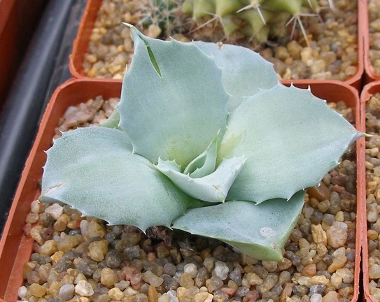 Выставка 15-17.04.2011 в &quot;Ваш сад&quot;