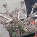 Выставка 15-17.04.2011 в &quot;Ваш сад&quot;
