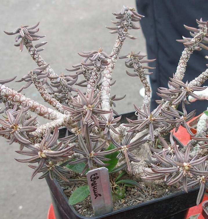 Выставка 15-17.04.2011 в &quot;Ваш сад&quot;