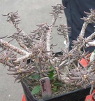 Выставка 15-17.04.2011 в &quot;Ваш сад&quot;