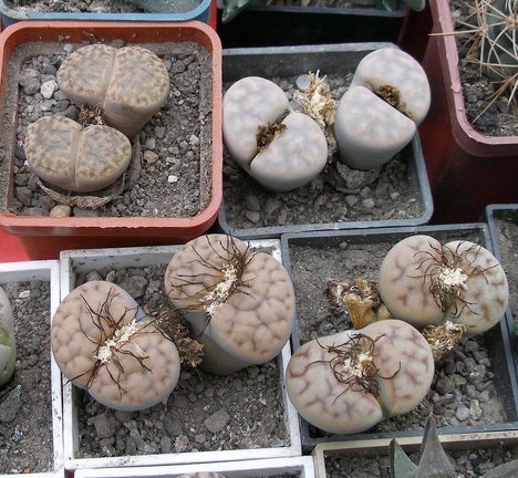 Выставка 15-17.04.2011 в &quot;Ваш сад&quot;