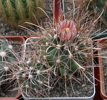 Выставка 15-17.04.2011 в &quot;Ваш сад&quot;