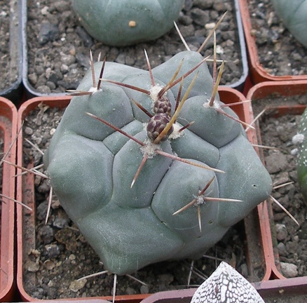 Выставка 15-17.04.2011 в &quot;Ваш сад&quot;