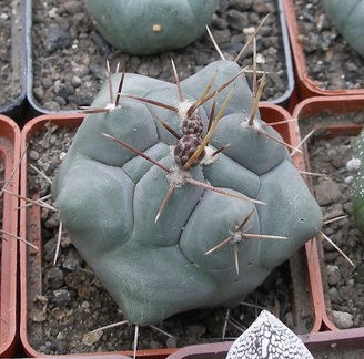 Выставка 15-17.04.2011 в &quot;Ваш сад&quot;