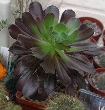 Выставка 15-17.04.2011 в &quot;Ваш сад&quot;