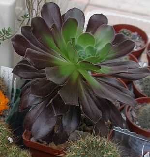 Выставка 15-17.04.2011 в &quot;Ваш сад&quot;