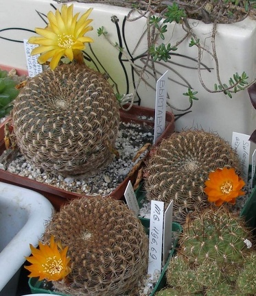 Выставка 15-17.04.2011 в &quot;Ваш сад&quot;