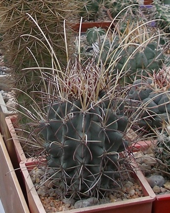 Выставка 15-17.04.2011 в &quot;Ваш сад&quot;