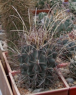 Выставка 15-17.04.2011 в &quot;Ваш сад&quot;