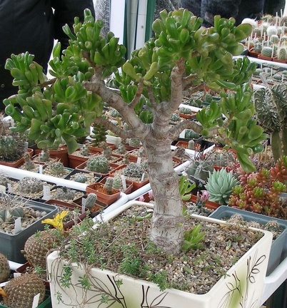 Выставка 15-17.04.2011 в &quot;Ваш сад&quot;