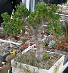 Выставка 15-17.04.2011 в &quot;Ваш сад&quot;