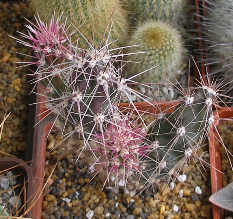 Выставка 15-17.04.2011 в &quot;Ваш сад&quot;